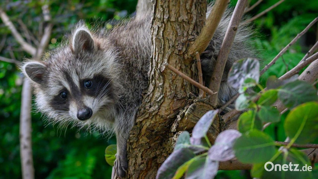 Jäger schossen mehr Füchse und Waschbären als je zuvor