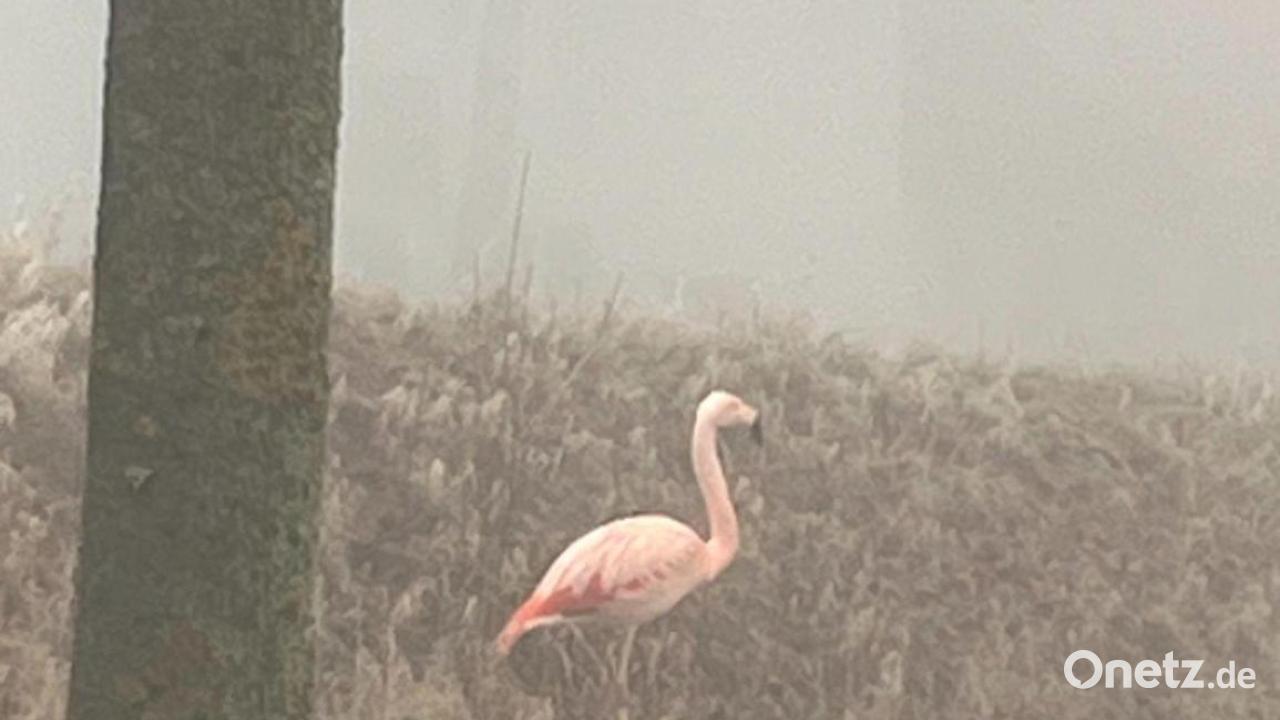 Wilder Flamingo steht im Nebel bei Ulm