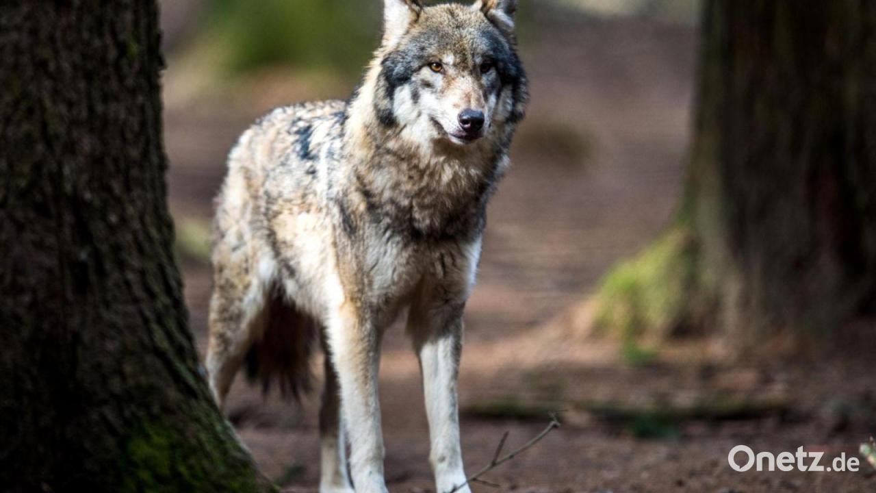 New Wolf Territory Confirmed in the Fichtel Mountains