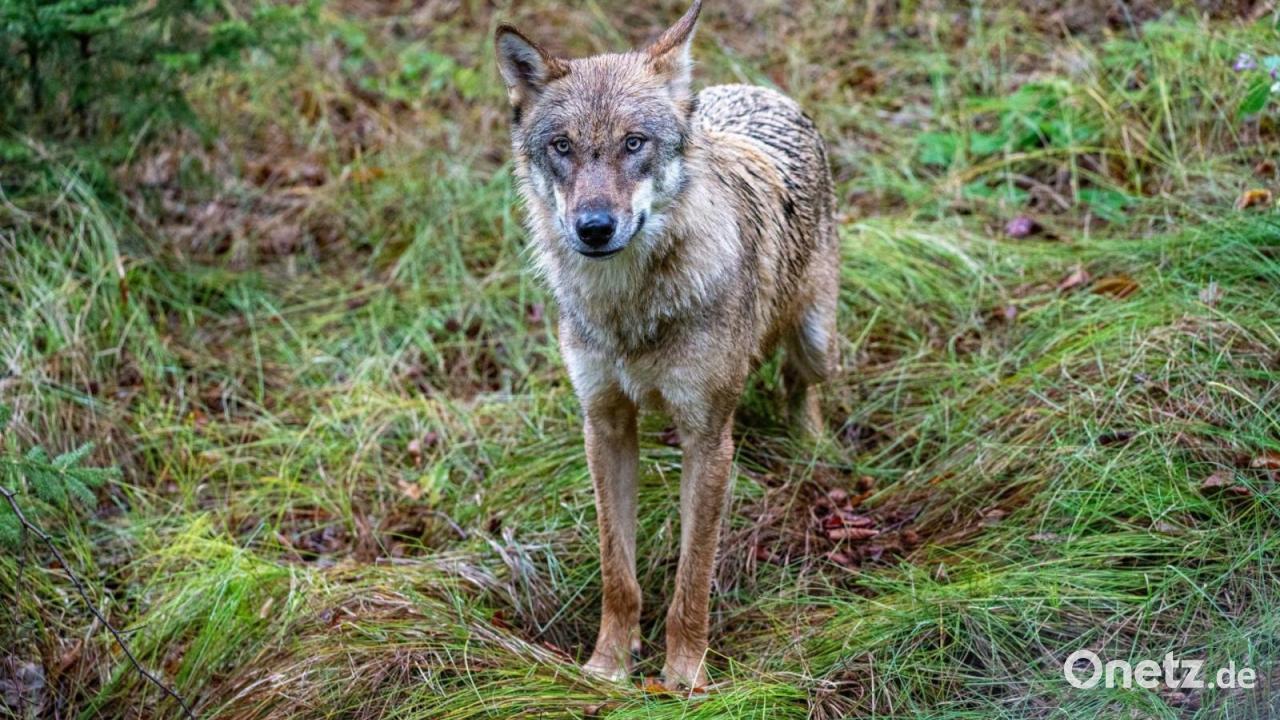 Wölfe am Spielplatz - Rathauschef richtet Bitte an Anwohner