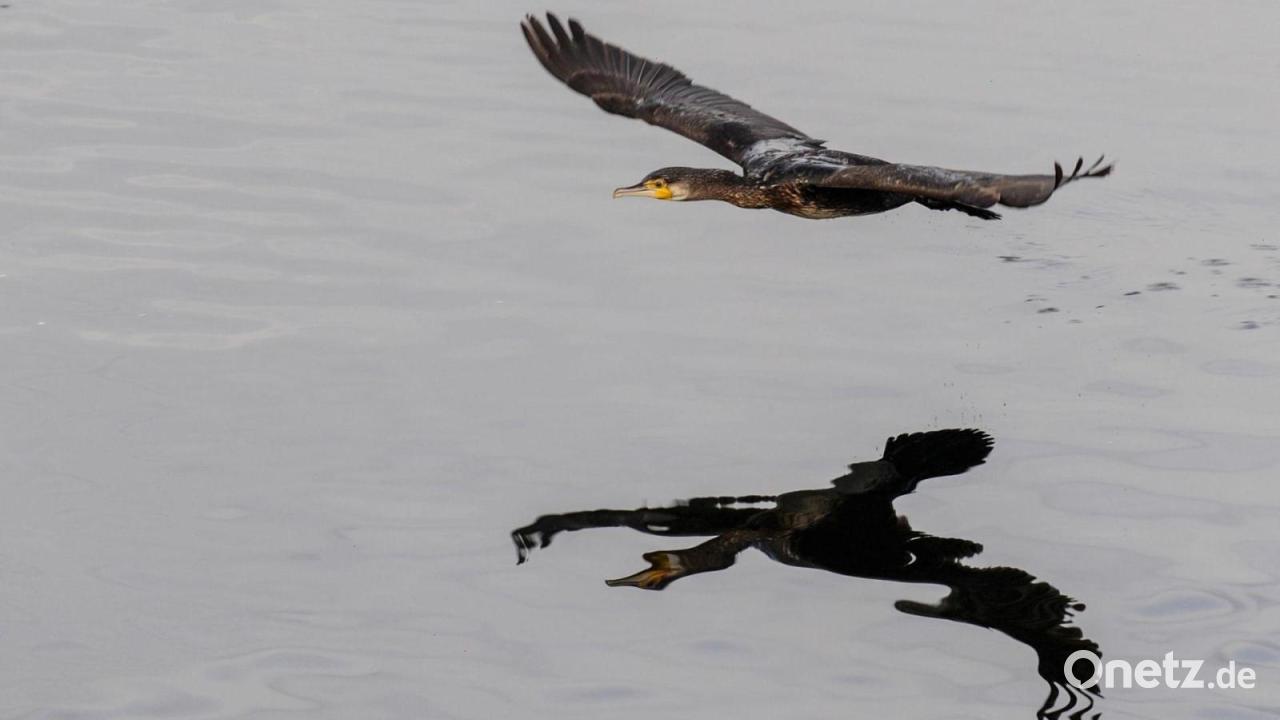 Neues Drohnen-Projekt gegen Kormorane startet 2026