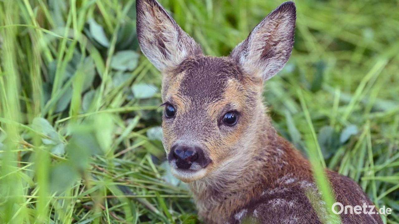 Rehkitz ohne Kopf in Wald gefunden