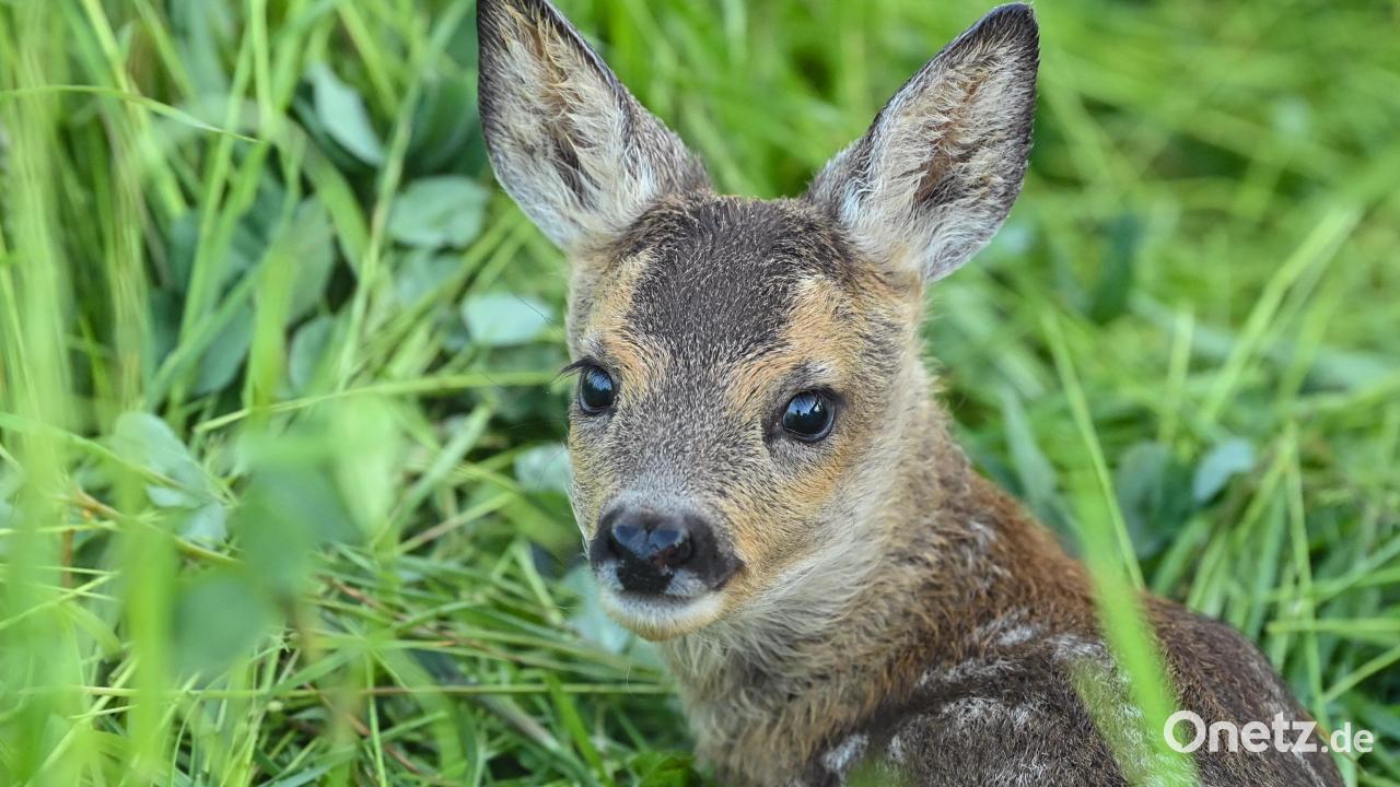 Totes-Rehkitz-ohne-Kopf-in-Grafenried-entdeckt