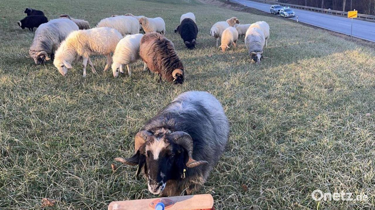 Schafe in Pegnitz auf Abwegen - Polizei greift zum Besen