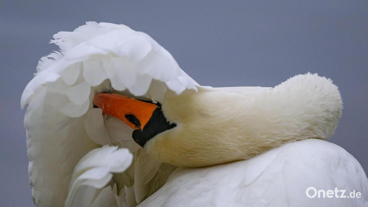 Verschwundener Schwan auf Fluss wiedergefunden