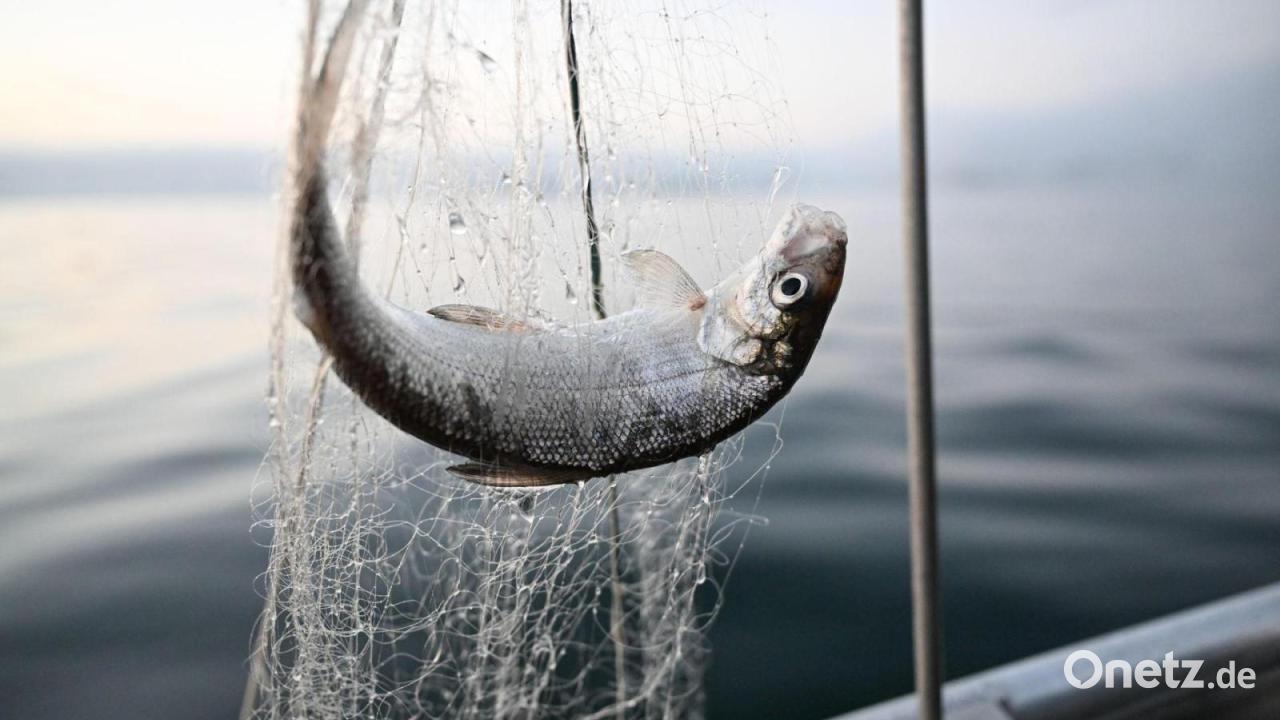 Noch-ein-Jahr-Fangverbot-So-geht-es-den-Bodensee-Felchen