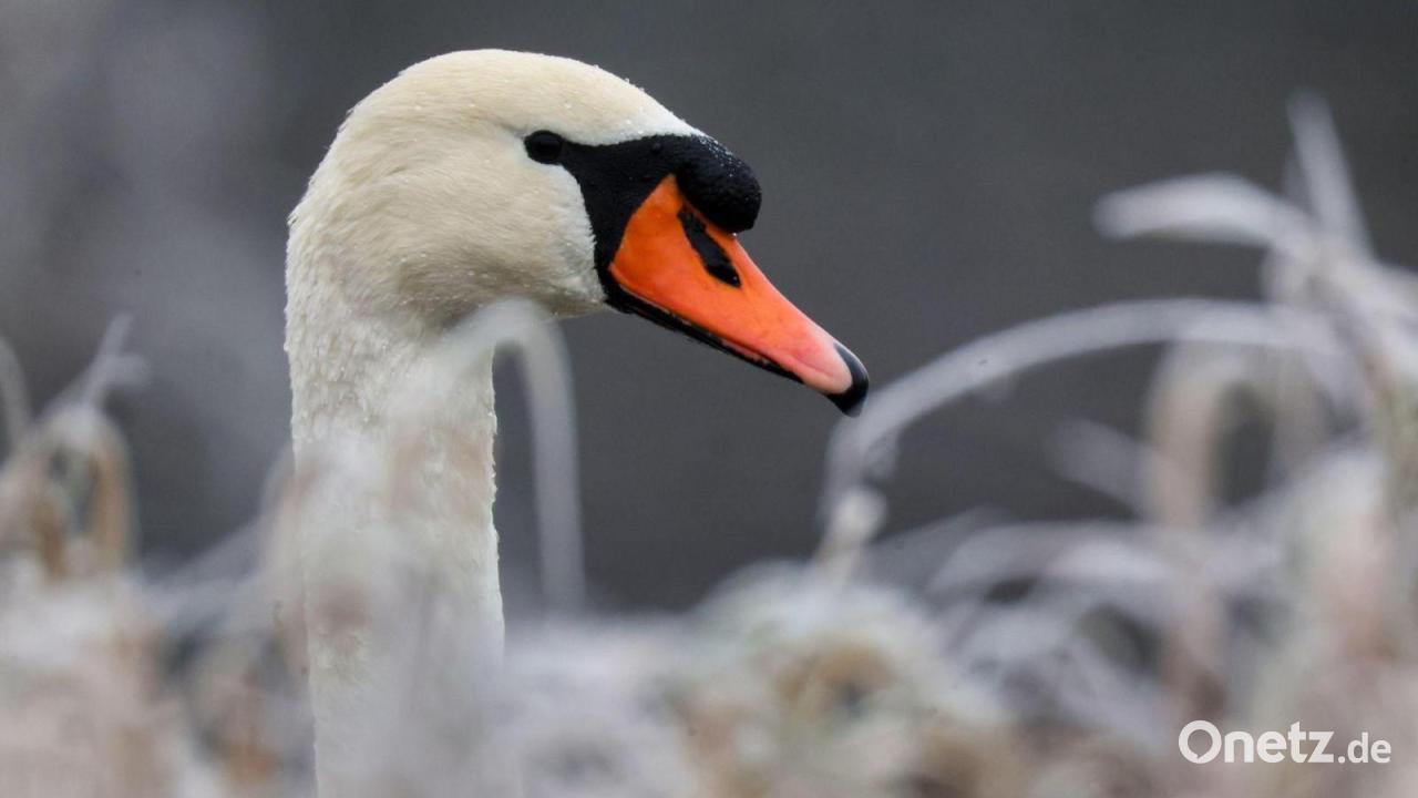 Verletzter Schwan liegt auf der Autobahn - Rettungseinsatz
