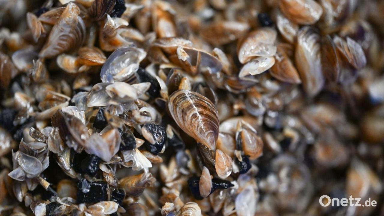 Muschelinvasion im Bodensee verlangsamt sich