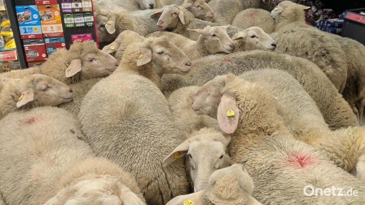 Schafe-im-Supermarkt-werden-zu-Marketing-Hit
