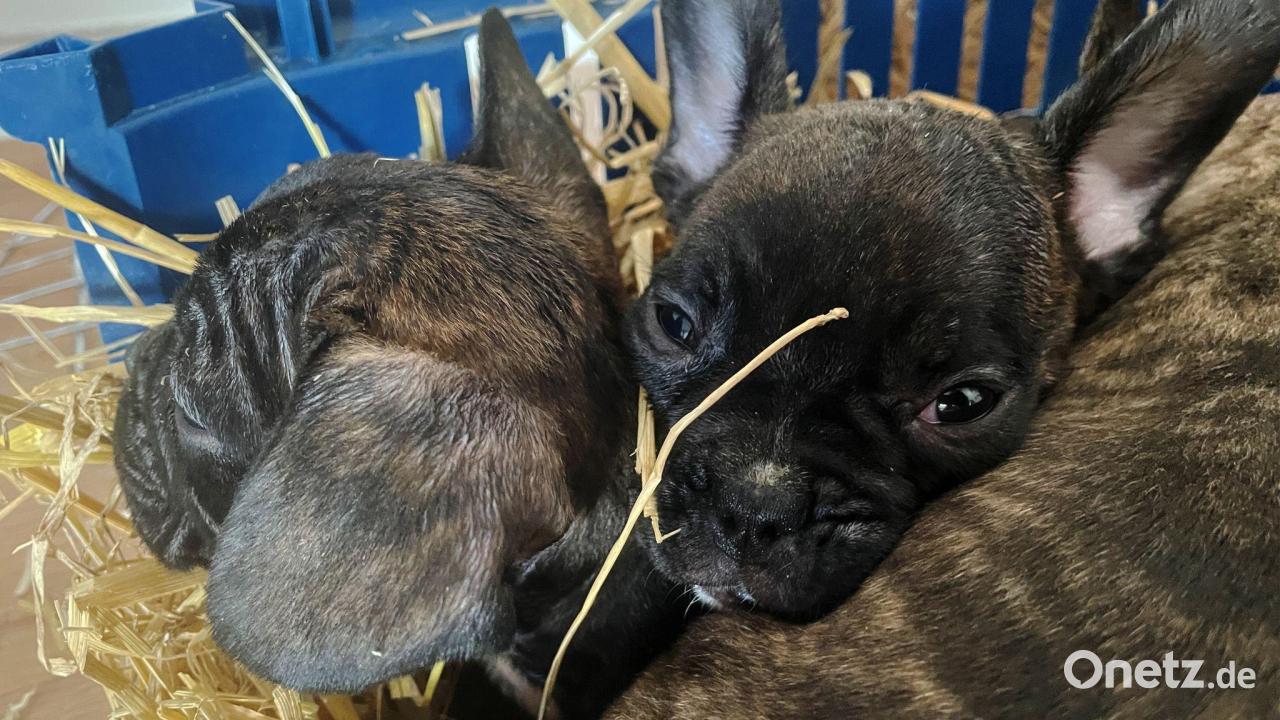 Tiersch-tzer-Mehr-als-700-Welpen-Opfer-von-illegalem-Handel