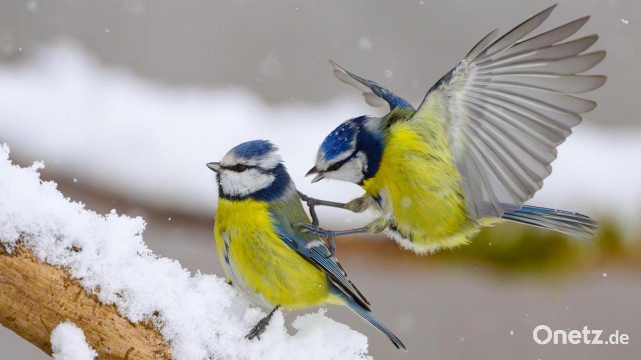 Bevölkerung soll Wintervögel melden