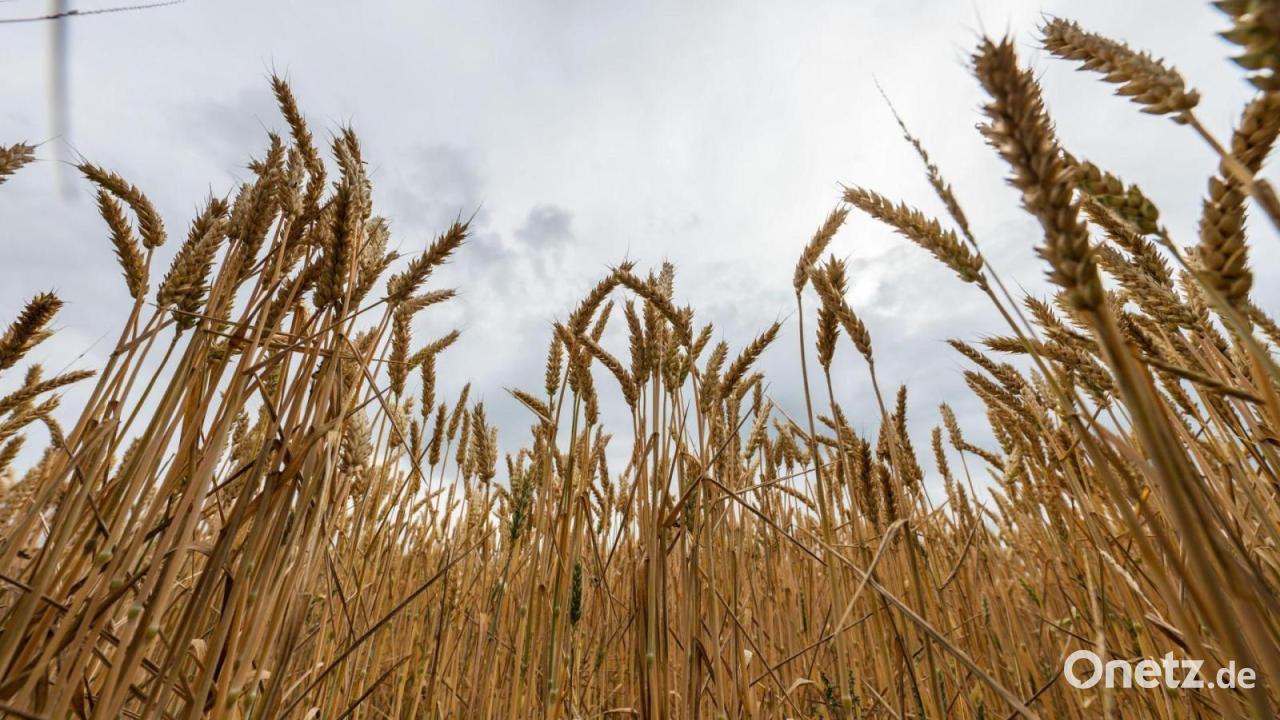 Kaniber warnt vor Abhängigkeiten bei Ernährungssicherheit