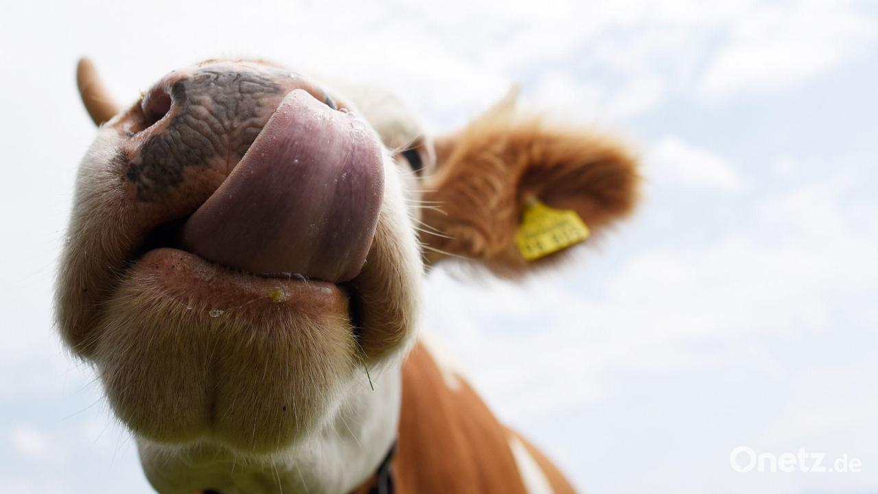 Demolierte Autos am Spitzingsee - waren es Kühe?