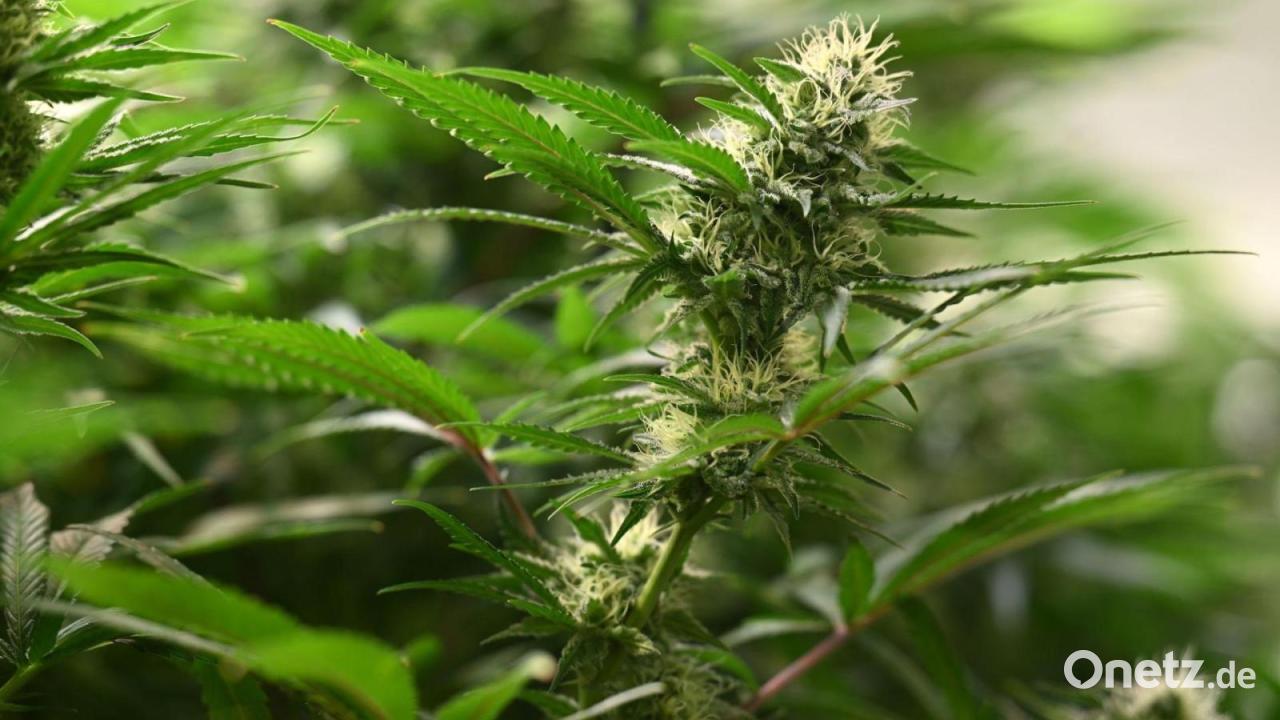 Polizei entdeckt Drogen und Waffen in Werkstatt