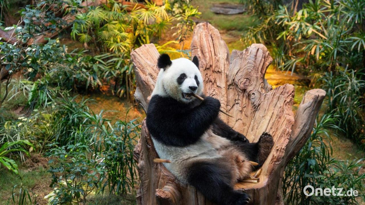 Pandas für den Münchner Zoo? Tierpark kündigt Neubau an