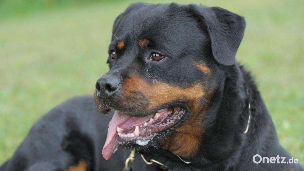Rottweiler springt Kinderwagen an - Halter droht Bußgeld