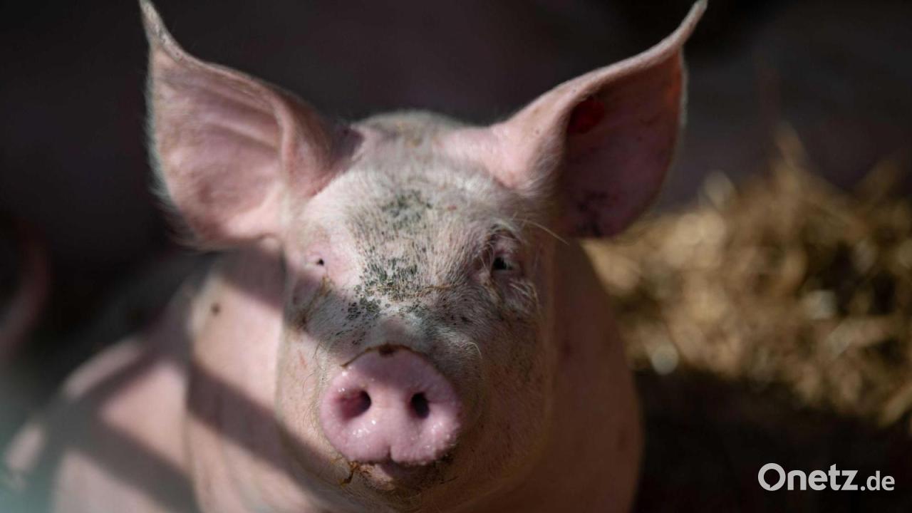 Entlaufene Hausschweine sorgen in Auerbach für Polizeieinsatz