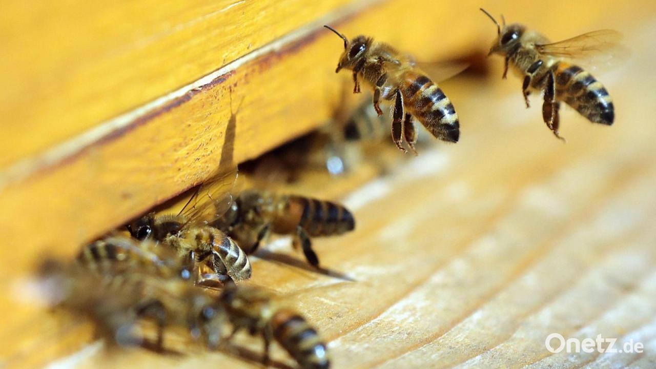 Unbekannte-schie-en-auf-Bienenk-sten-bei-Pullenried