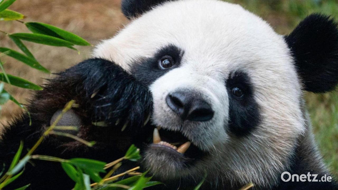 Söder kündigt Panda-Paar für Münchner Tierpark an
