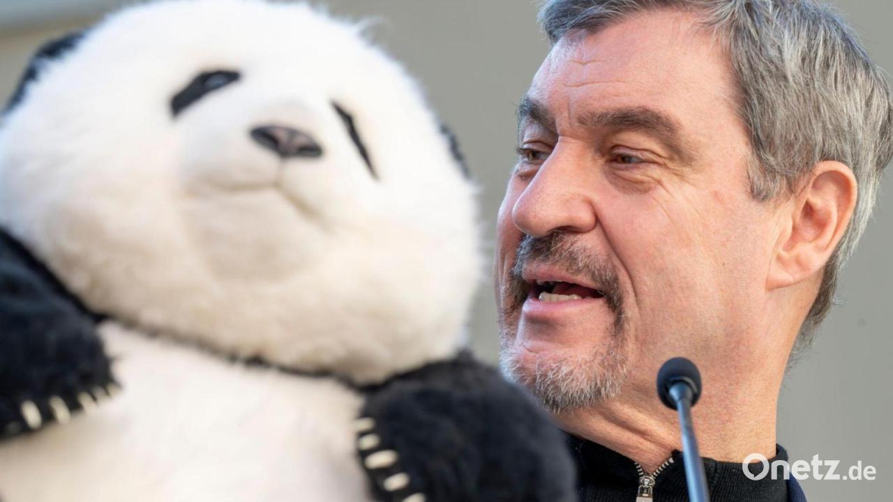 Kosten, Kritik, Hoffnung – Was Münchens Pandas bedeuten