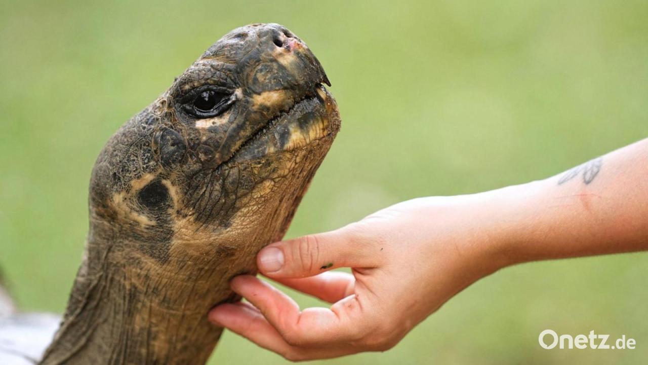 Auch Zoos haben ein Problem mit Überalterung