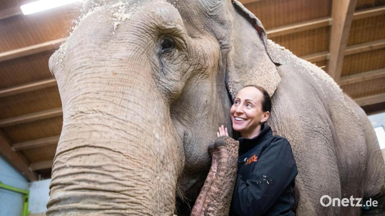 Circus-Krone-trauert-um-Elefantendame-Bara