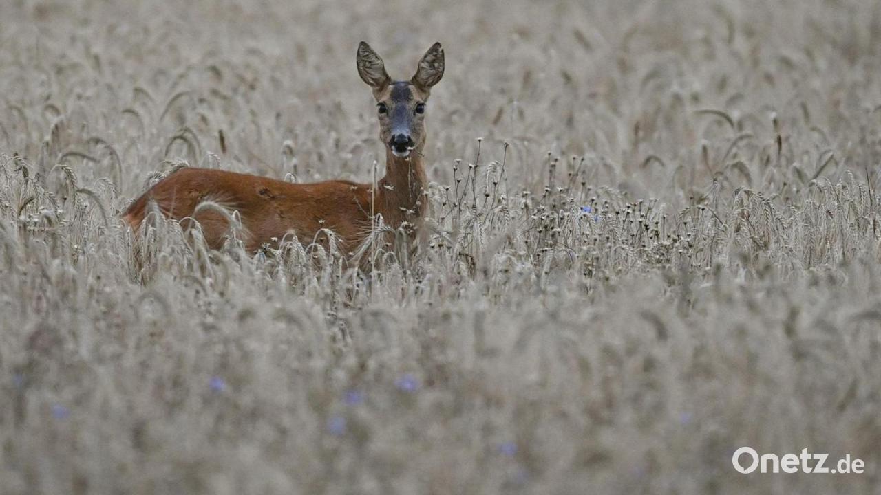 Abgetrennter Rehkopf im Landkreis Regensburg entdeckt: Bereits dritter Fall