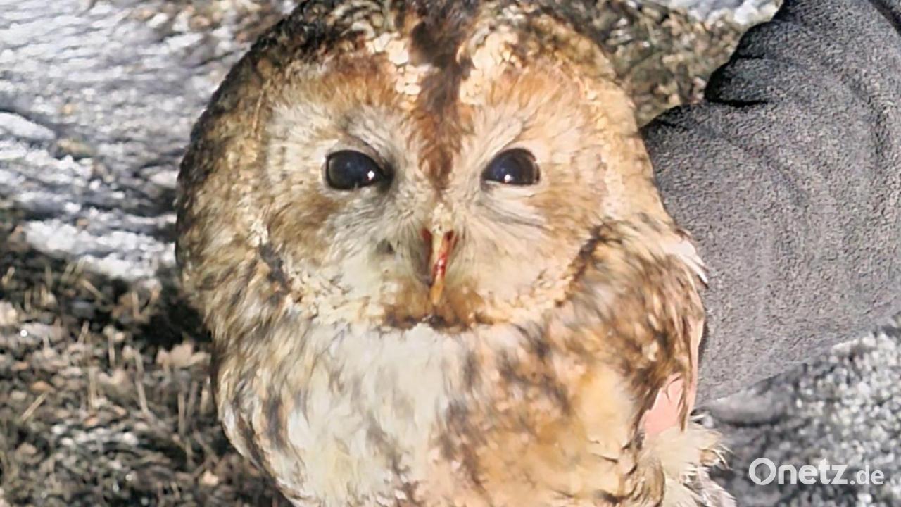 Police rescue injured tawny owl near Konnersreuth