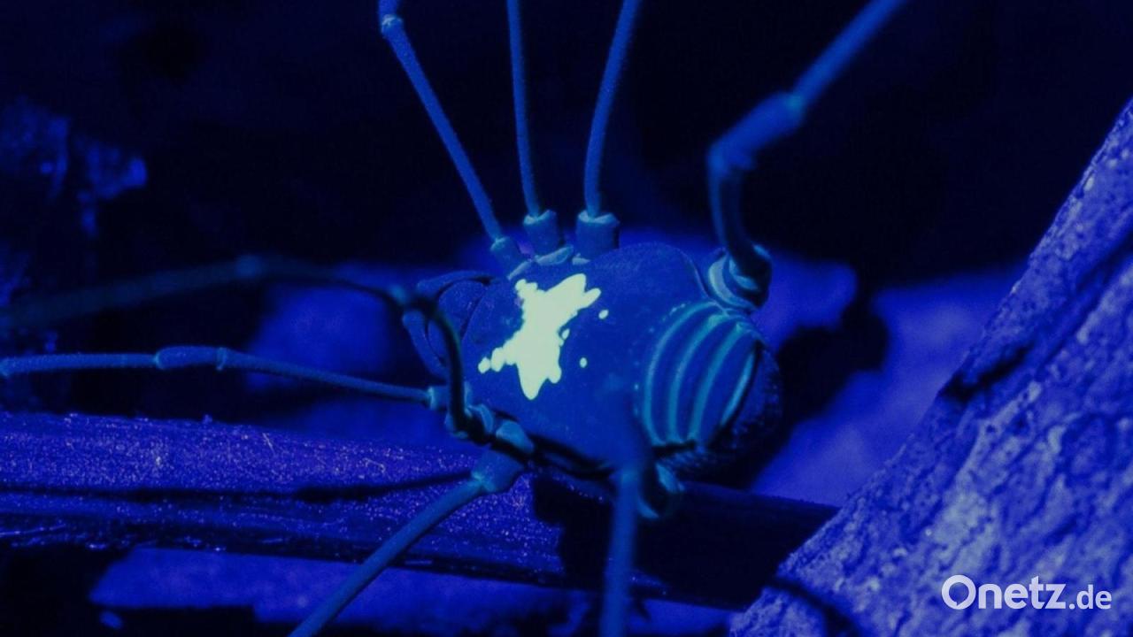 Weberknechte mit Rückenleuchte