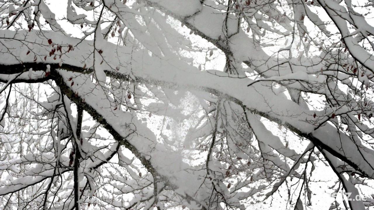 Ast-bricht-unter-Schneelast-Radfahrer-gestorben