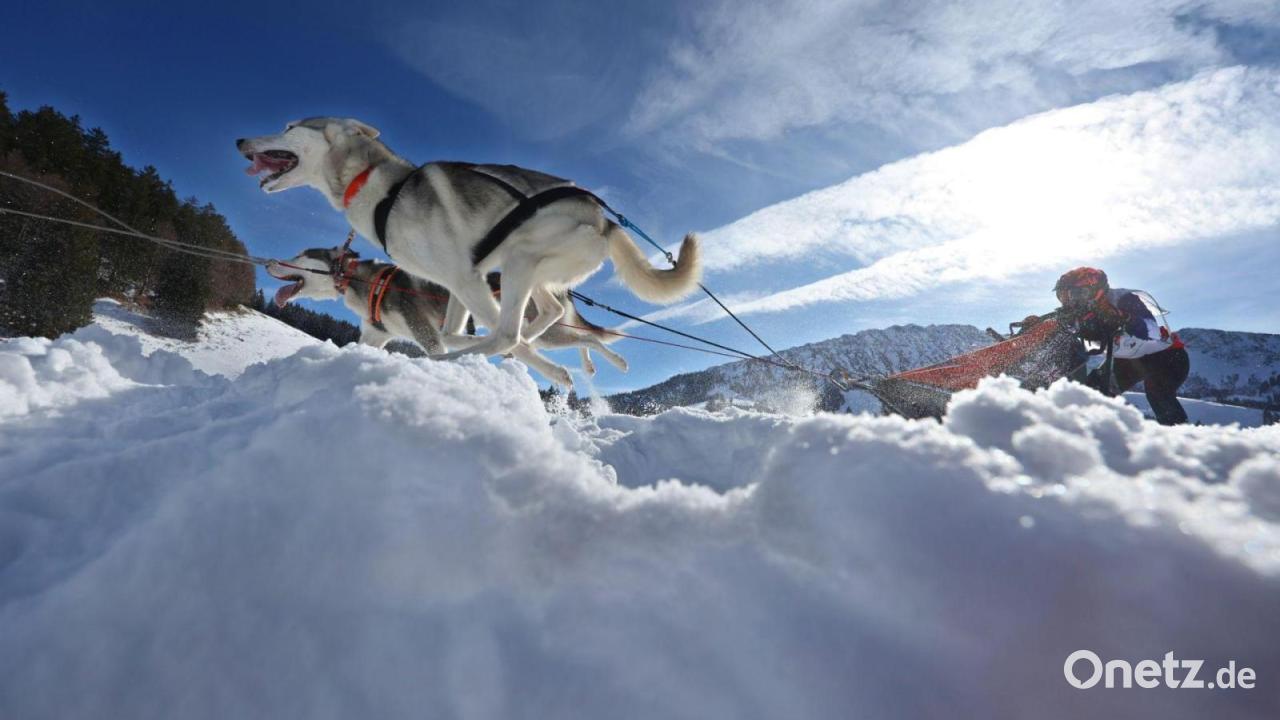 Anspruchsvolles-Rennen-lockt-Musher-aus-ganz-Europa
