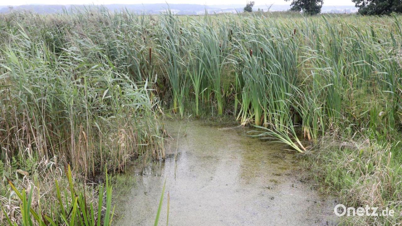 Experte-Landwirtschaft-auf-Mooren-ist-endlich