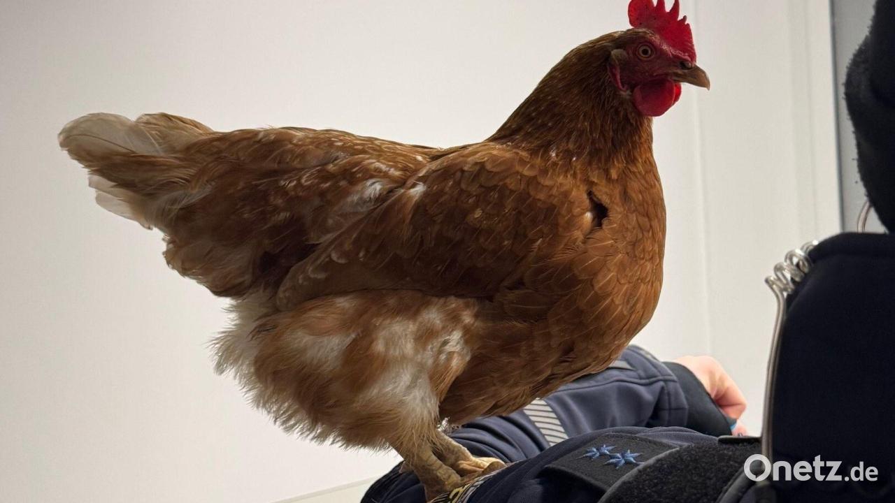 Blinder-Passagier-Huhn-reist-durch-M-nchen-Polizei-hilft