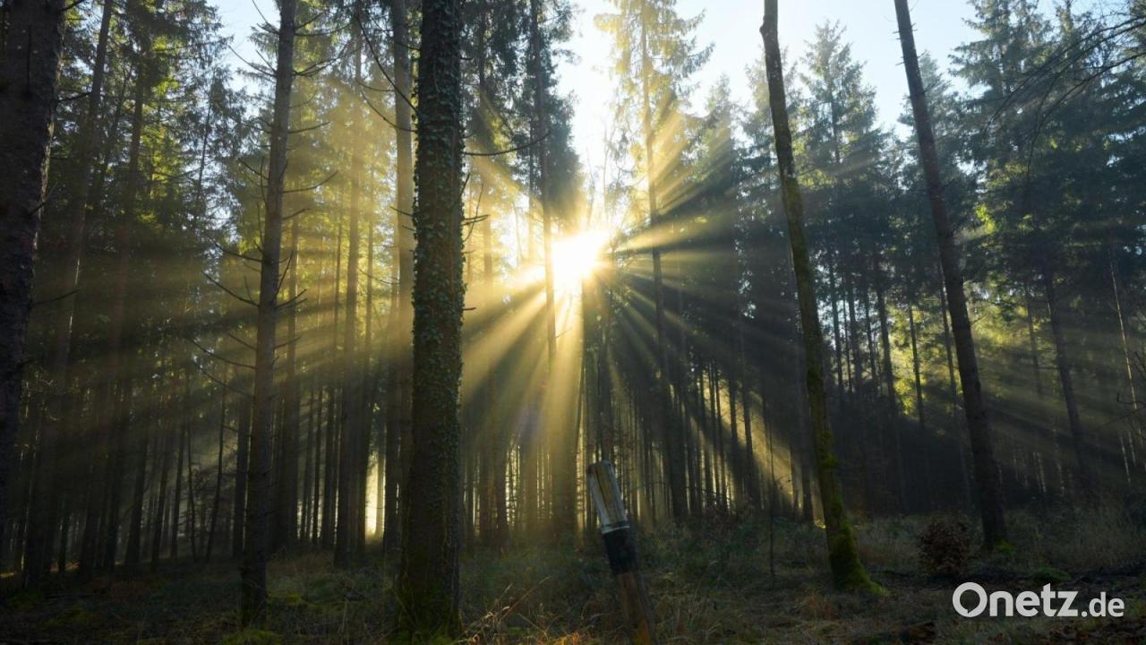 Feuerwehr rettet verletzte Spaziergängerin aus Waldstück