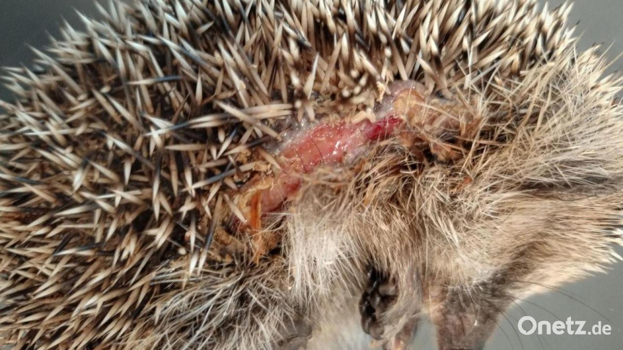 Igel in Gefahr – Streit um Schutz vor Bayerns Mährobotern