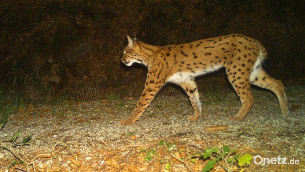 Mehr-Luchse-im-B-hmerwald-Nachwuchs-auf-Rekordniveau