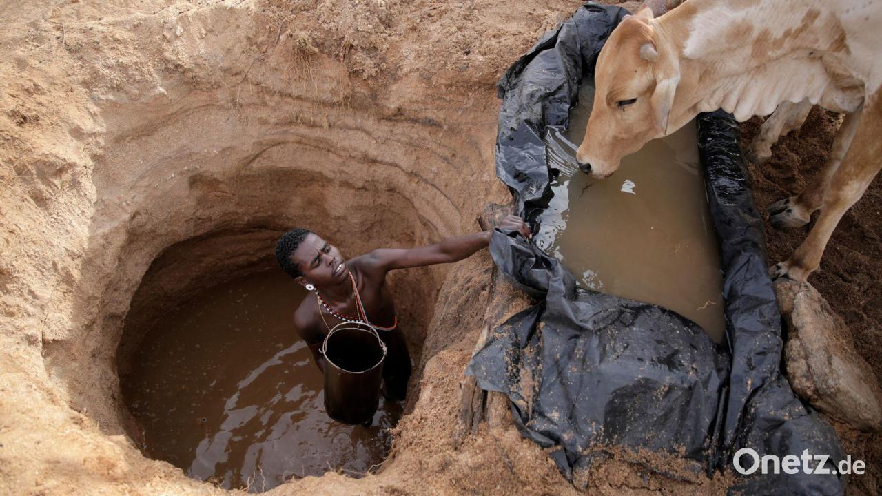 Studie: Klimawandel könnte Weideflächen bis 2100 halbieren