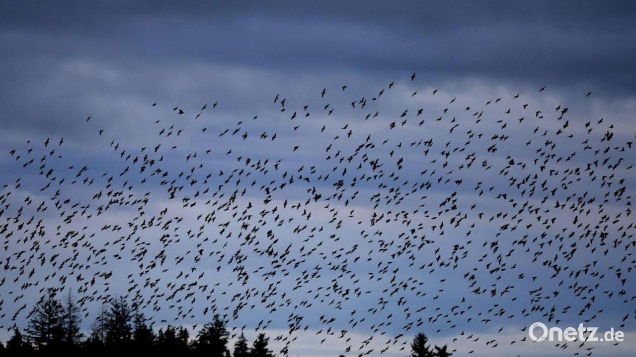 Erste Zugvögel sind zurück - Suche nach Brutrevieren
