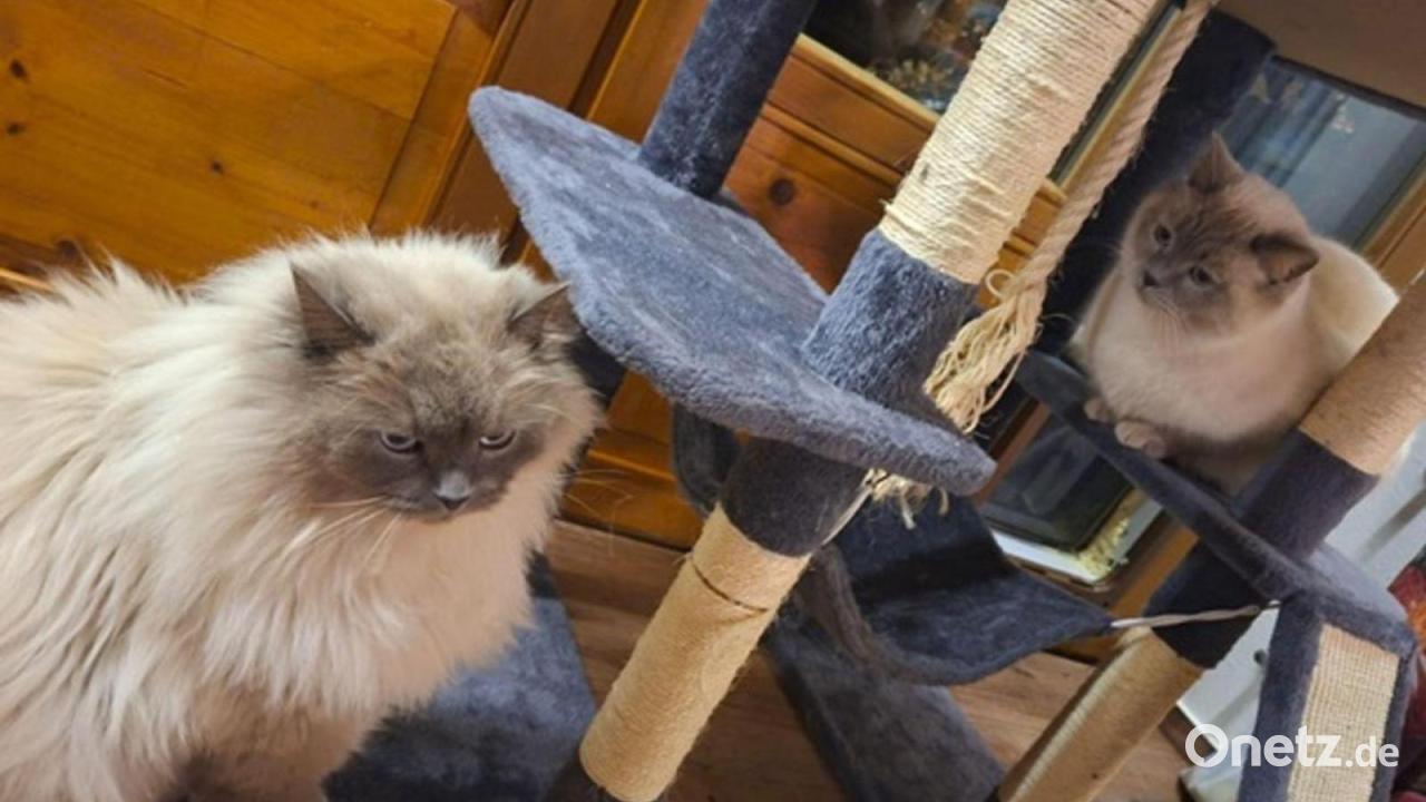 Kater Hubert und Staller nach Diebstahl wieder vereint