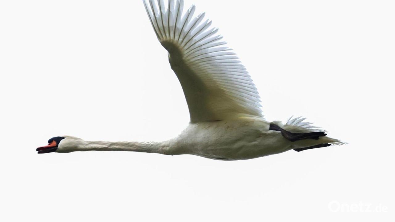 Schwan landet auf A7 und hält Verkehr auf