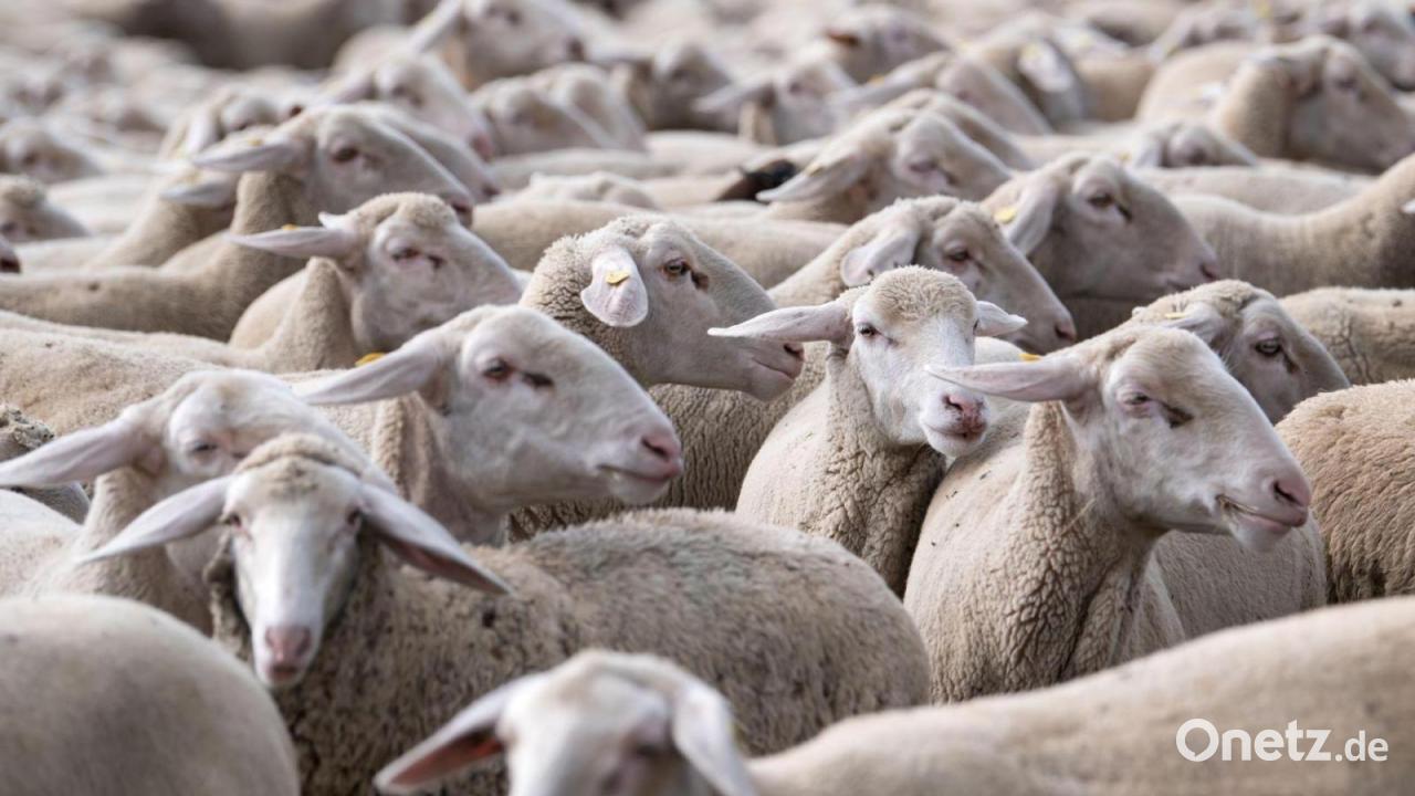 In Bayern leben so viele Schafe wie nirgends in Deutschland