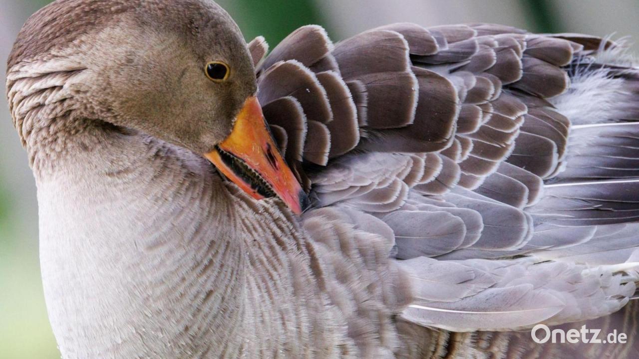Geflügelpest bei zwei Wildvögeln in Regensburg festgestellt