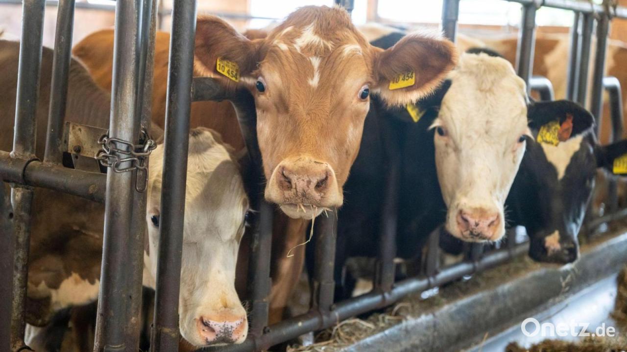 Bulle verletzt Landwirt schwer