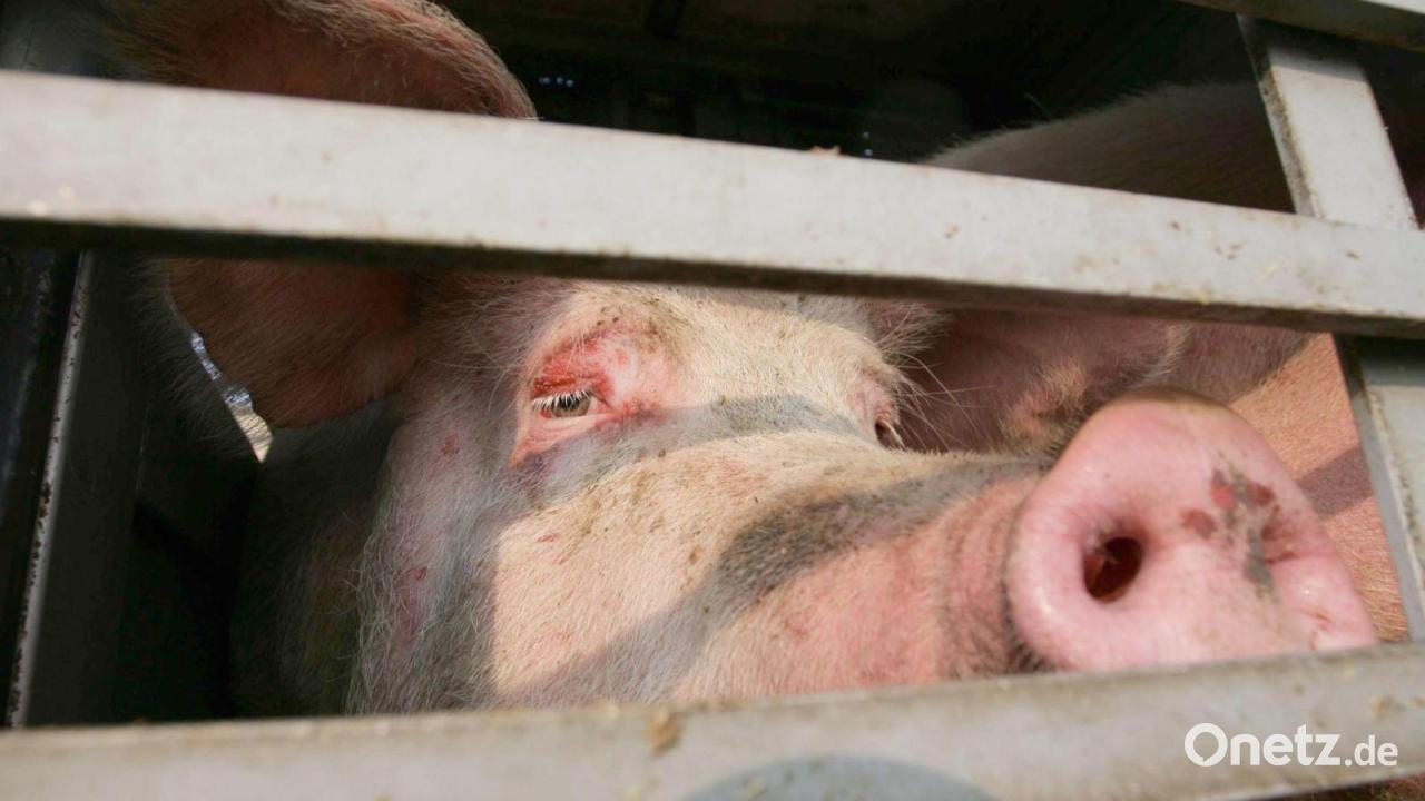 Anhänger landet in Bach: 25 Schweine sterben