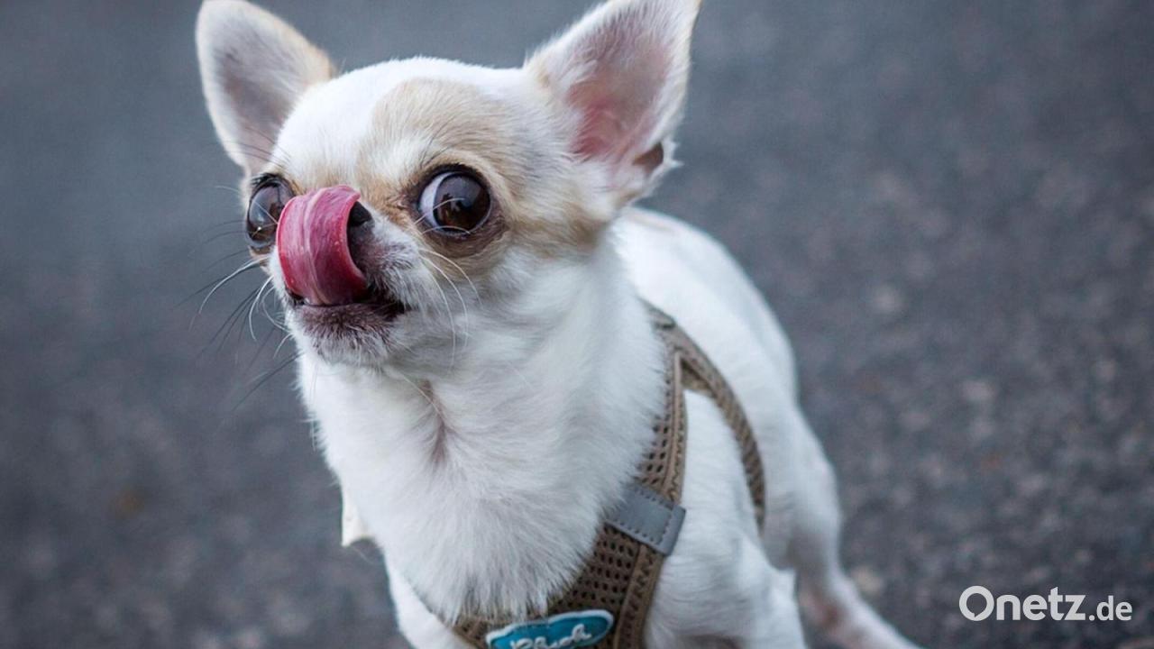 Schwangere stürzt aus Angst vor Chihuahua - Halter haftet