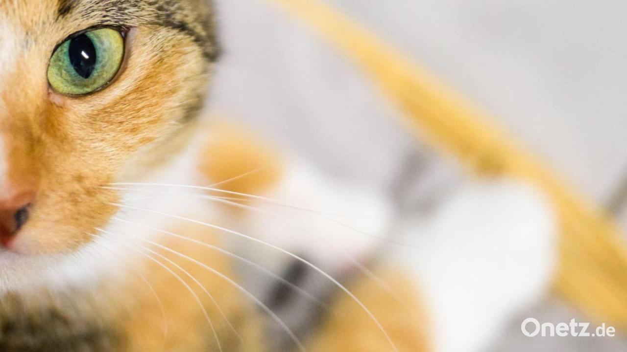 Katzenkauf im Internet – Frau fällt auf Betrüger herein