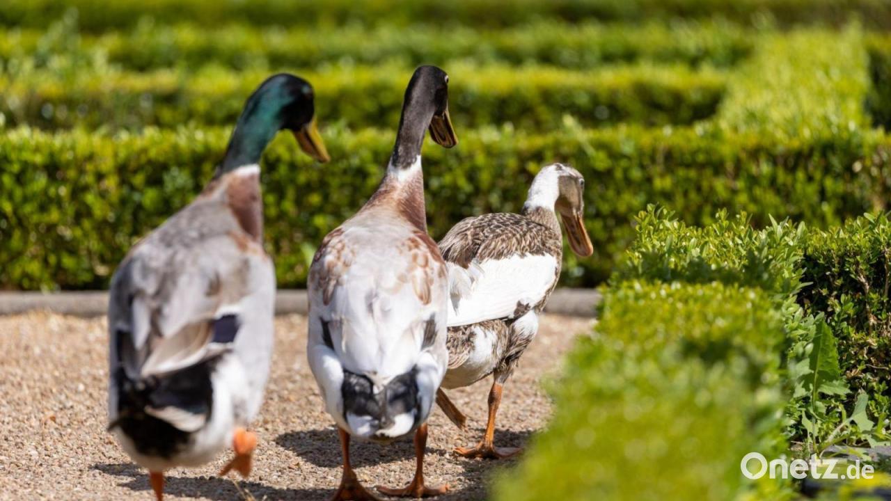 Gefiederte Ausreißer beschäftigen Polizei in Schwaben