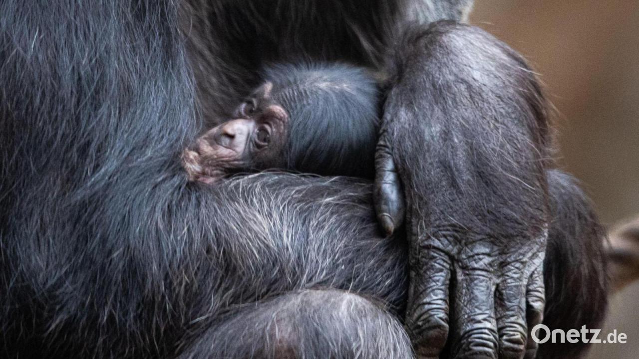 Tierpark sucht Name für Schimpansen-Baby