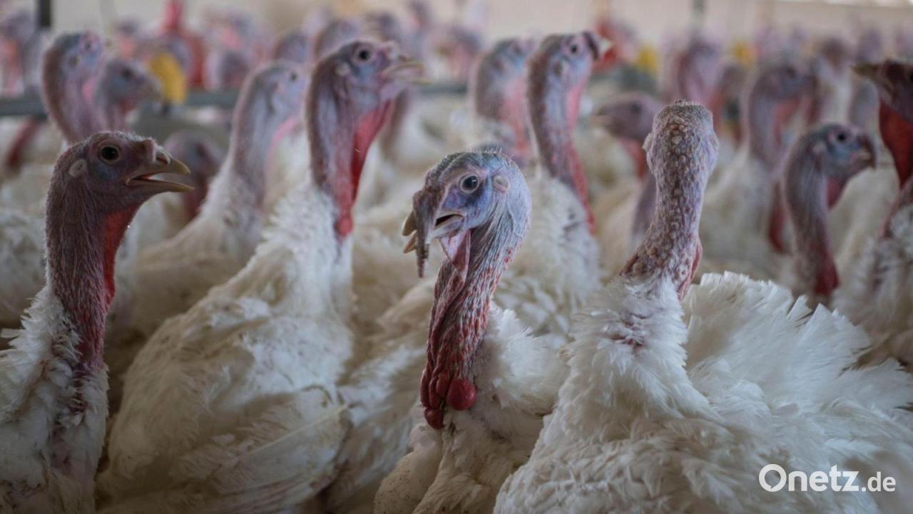 Wieder Newcastle-Krankheit - 35.000 Hähnchen vor Keulung