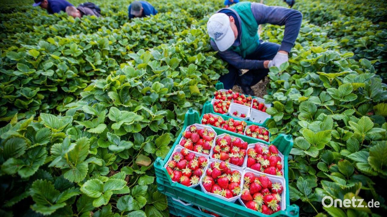 Agrarminister: keine Einigung auf Mindestlohn-Ausnahmen